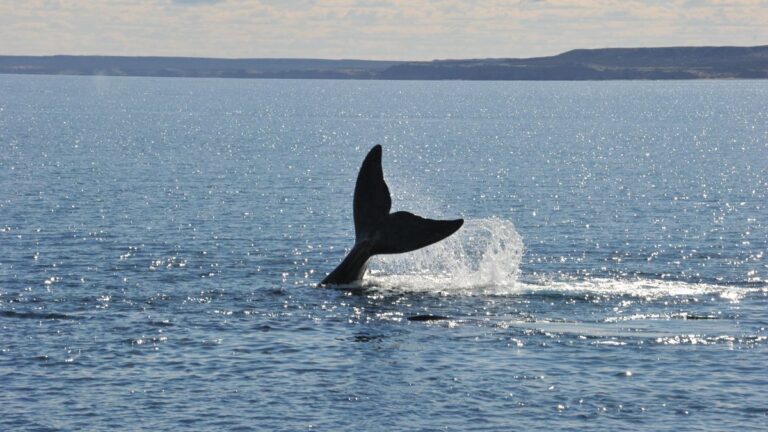 La mayor red de protección ambiental exhortó al Gobierno a tomar medidas para proteger al Golfo San Matías