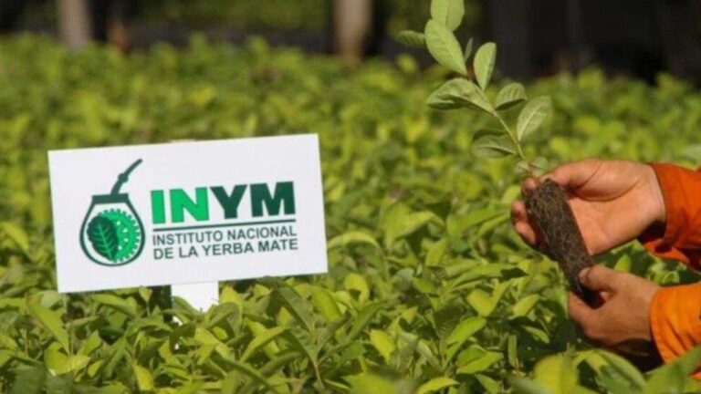 Milei ejecuta el golpe final al  Instituto Nacional de la Yerba Mate  y abre un escenario incierto para Misiones